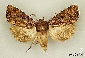 Prwana Insect Papua Insects Foundation (Lepidoptera/Drepanidae/Thyatirinae: Habrona ...